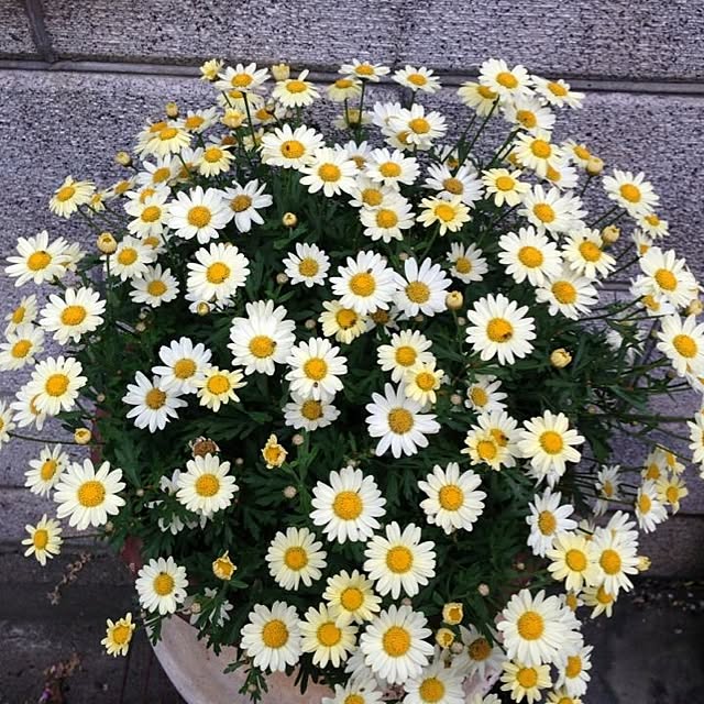 Ryokoさんの実例写真