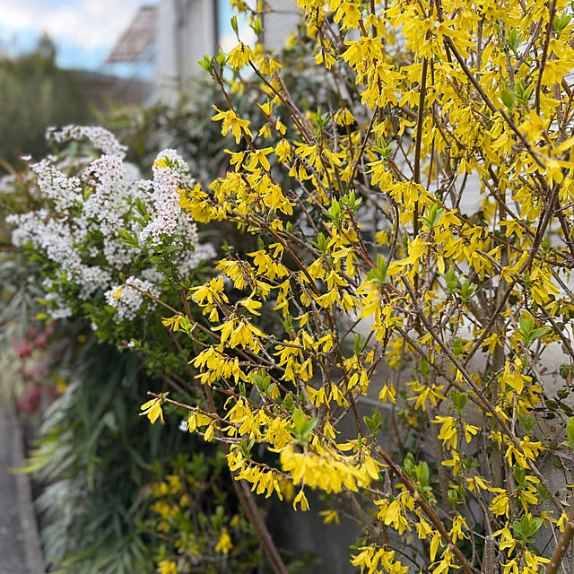 nuruiさんの実例写真