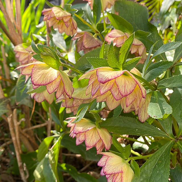 mintteaさんの部屋