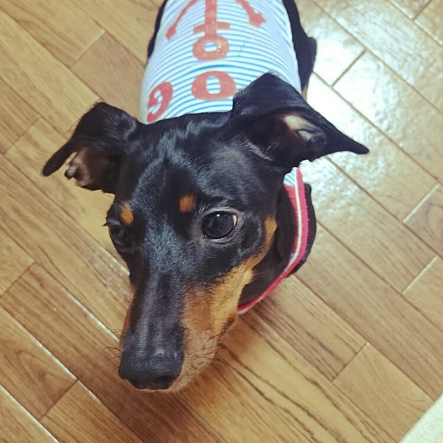 SHINOさんの実例写真