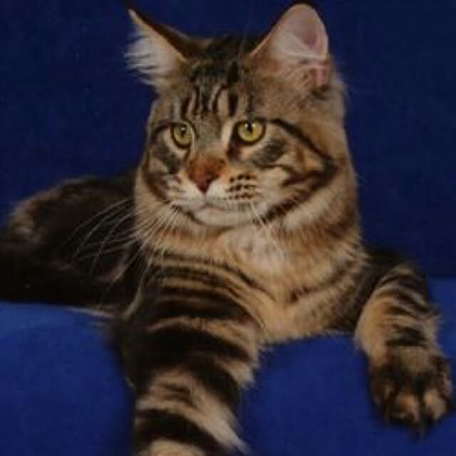 mesia0506さんの実例写真