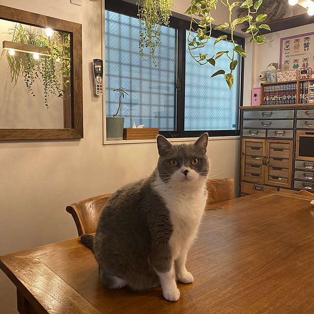 poniさんの実例写真