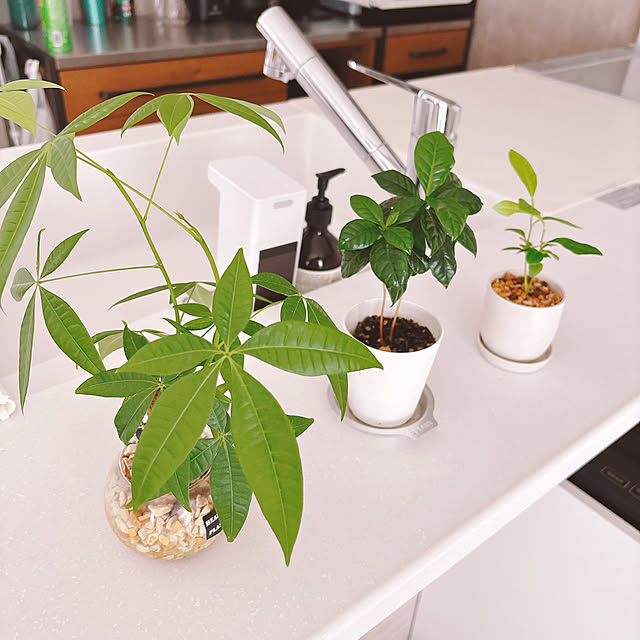 thikoさんの部屋