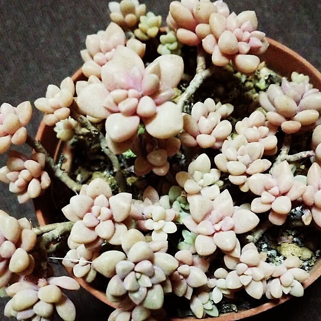 frog62076さんの実例写真