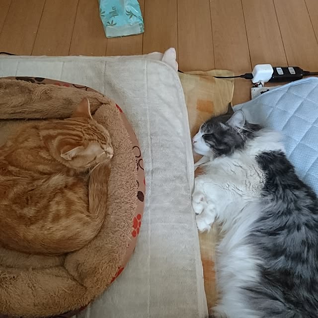 shinobuさんの実例写真
