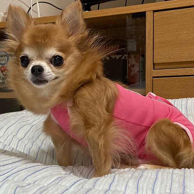 koroさんの実例写真