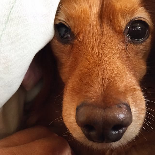 sakuさんの実例写真