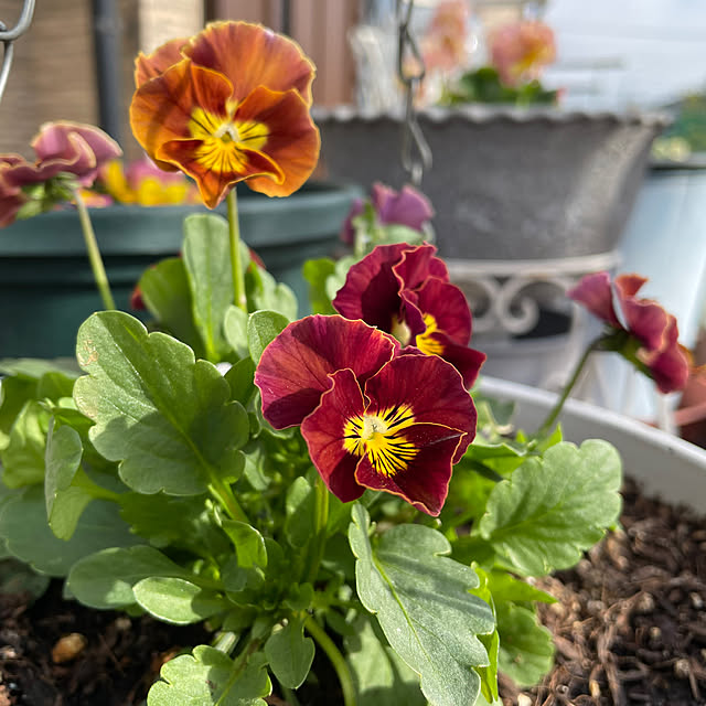 ronronさんの部屋