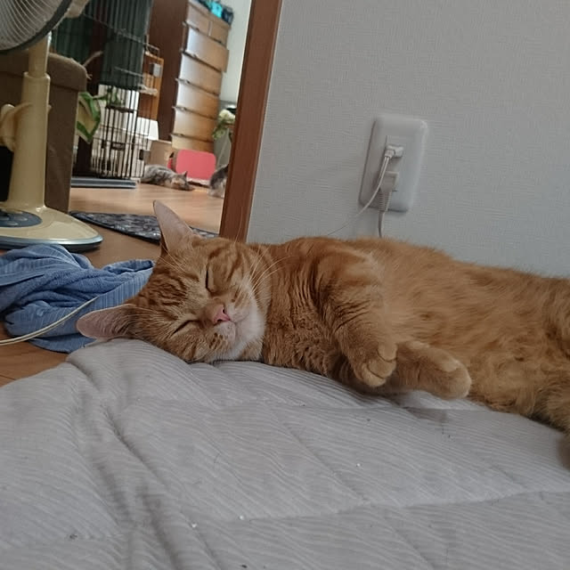 shinobuさんの実例写真