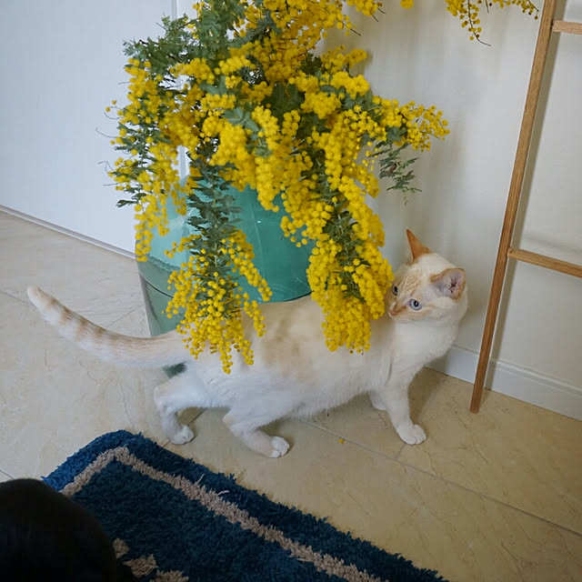 Gomaさんの実例写真