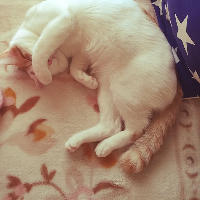 emiさんの実例写真