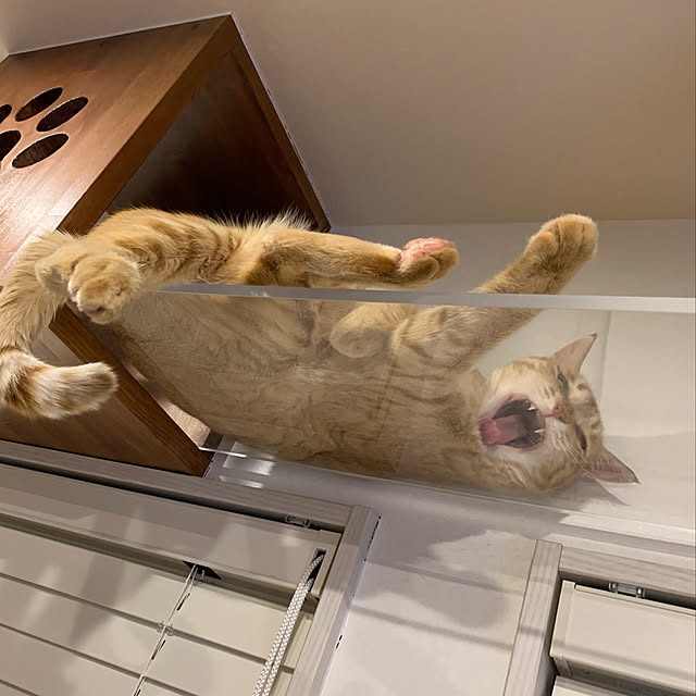 mikeume7さんの実例写真