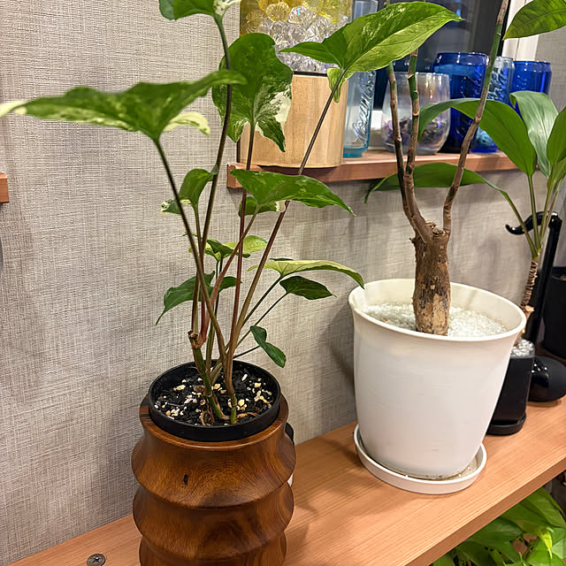 ikuzakさんの実例写真