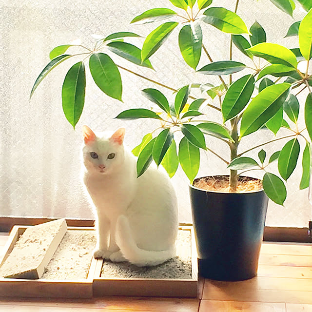 catsmamさんの実例写真