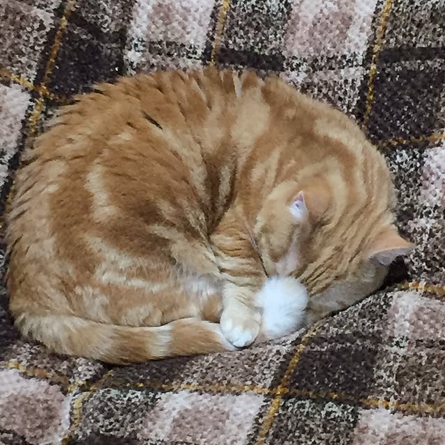 m.kantoh18_mikkoさんの実例写真