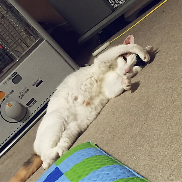 yocchiさんの実例写真