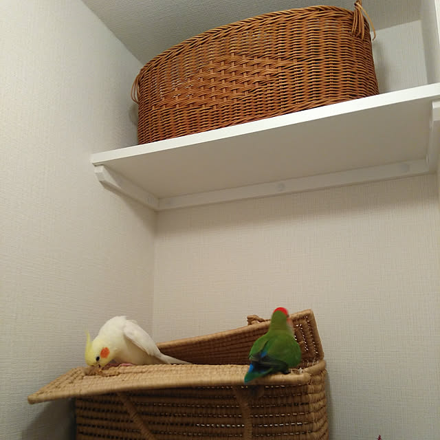 toratanさんの実例写真