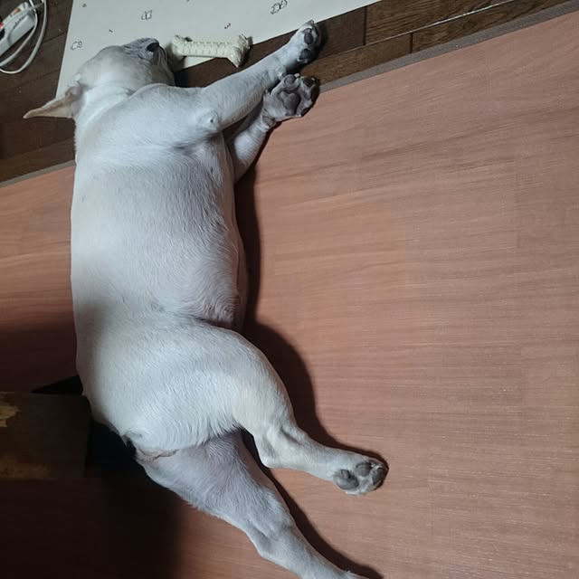 putih0328さんの実例写真