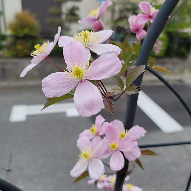 VIORAさんの実例写真