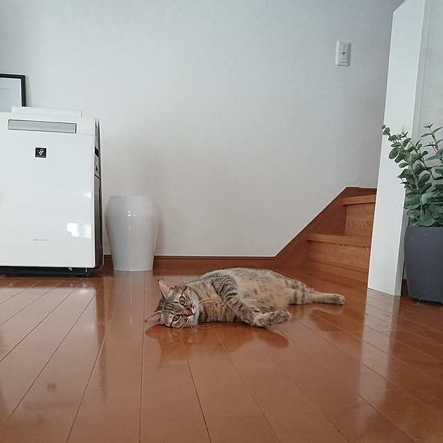 maikyさんの実例写真