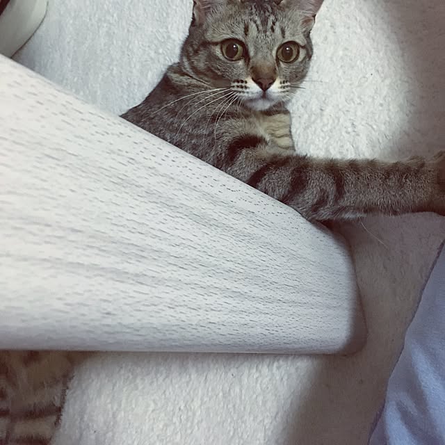 sayasさんの実例写真
