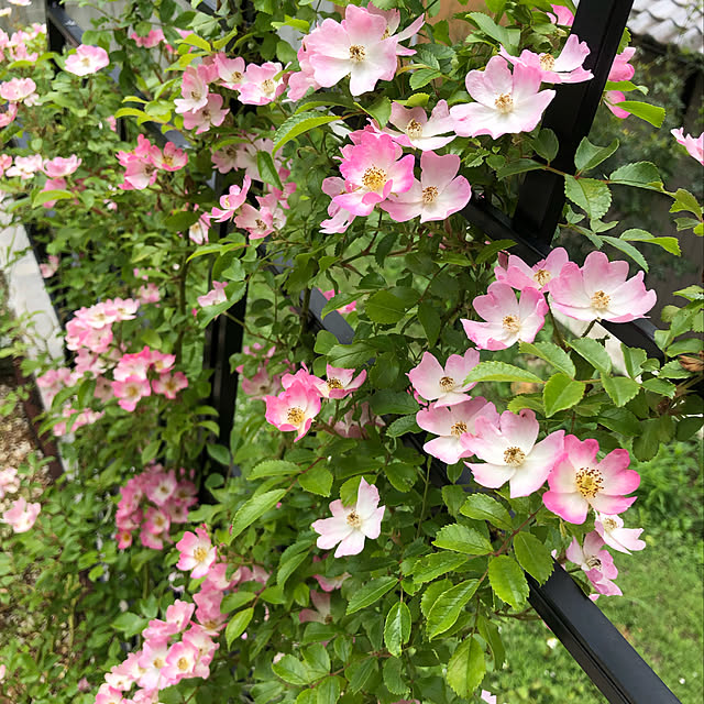 emishiraishiさんの実例写真