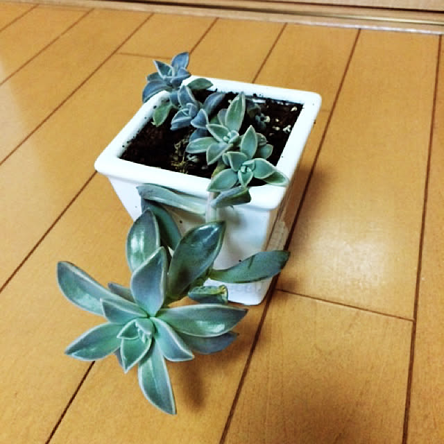 tudukiさんの実例写真