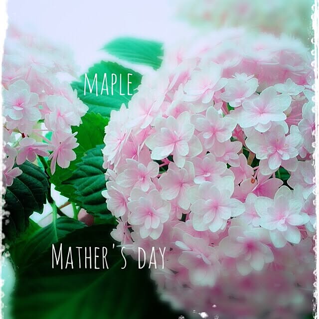 mapleさんの実例写真