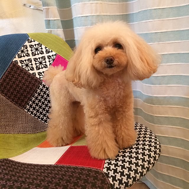 Feluzさんの実例写真