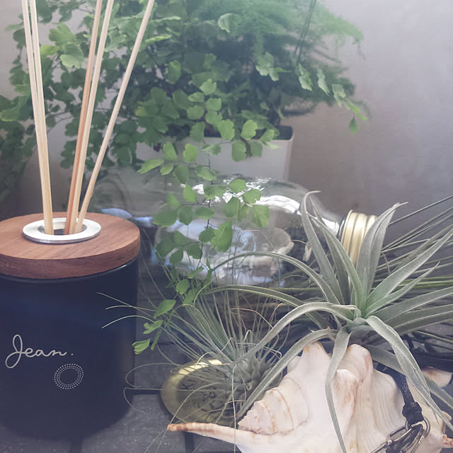 観葉植物/多肉植物/部屋全体/雑貨のインテリア実例 - 2017-08-05 16:08:51