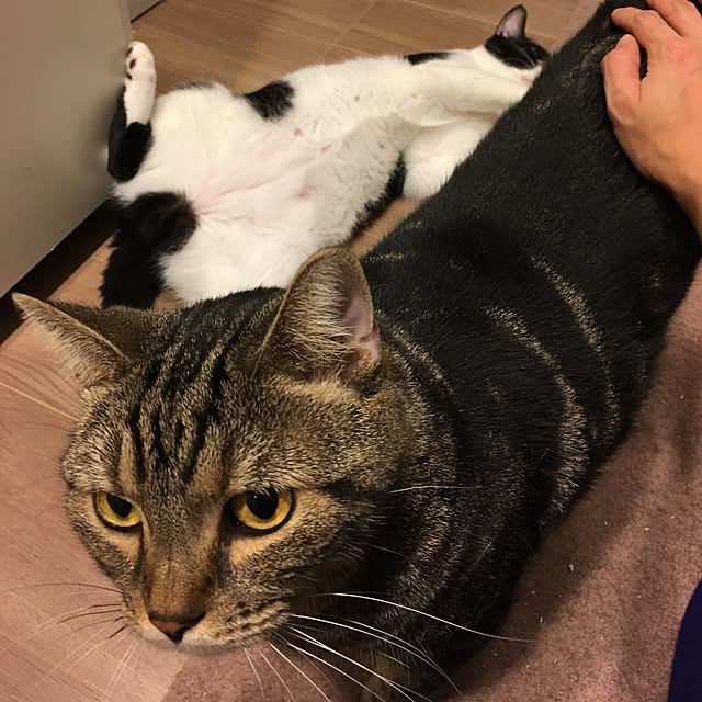 mikomaruさんの実例写真