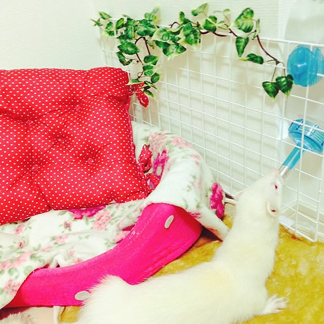simaさんの実例写真