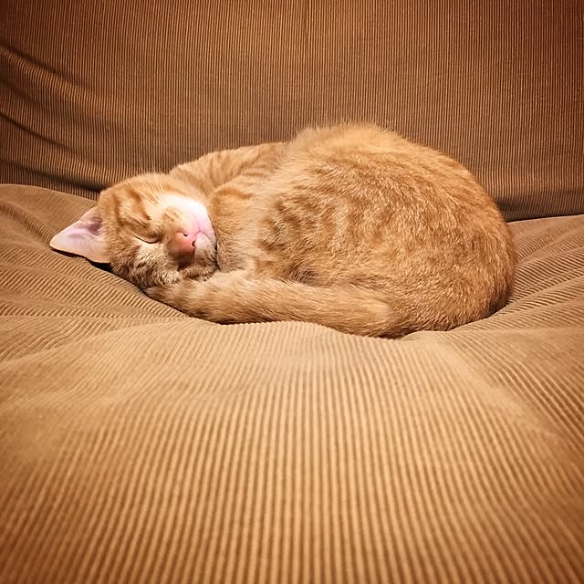 kayuraさんの実例写真