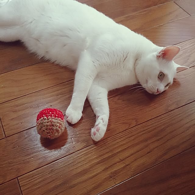 amifuuさんの実例写真