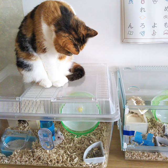 yukieさんの実例写真