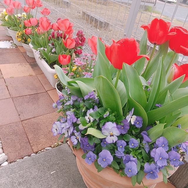 suzuranpaiさんの実例写真