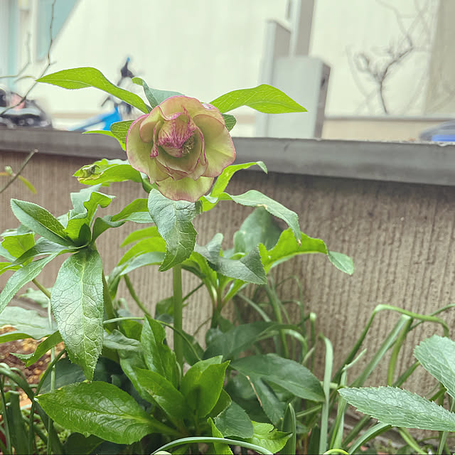 nahonさんの実例写真