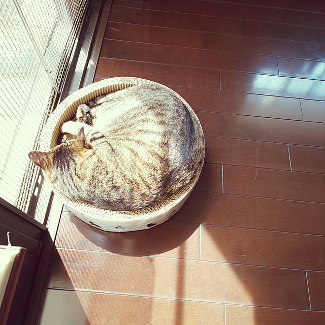 komugiさんの実例写真