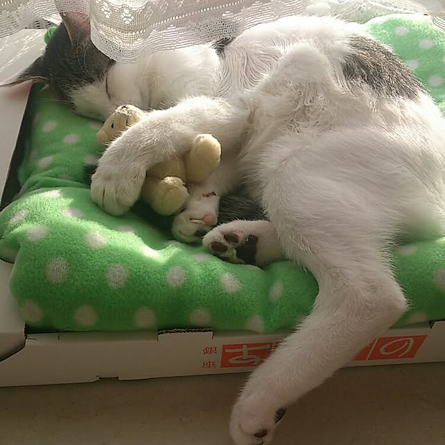 sakuraさんの実例写真