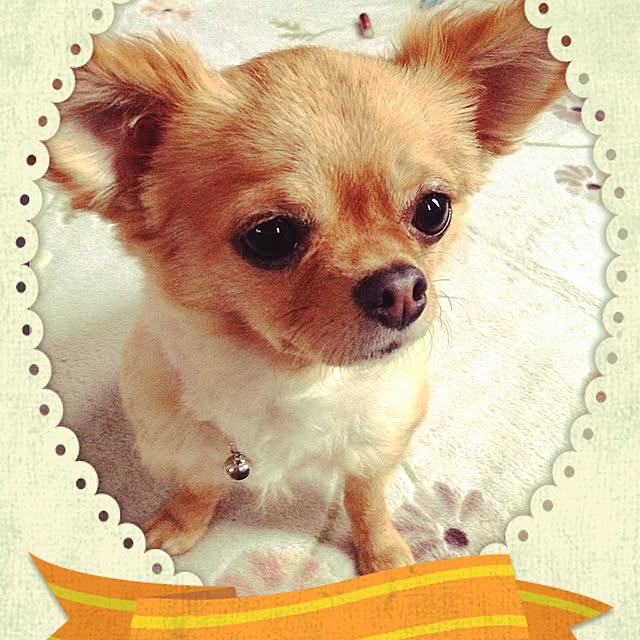 cocoさんの実例写真