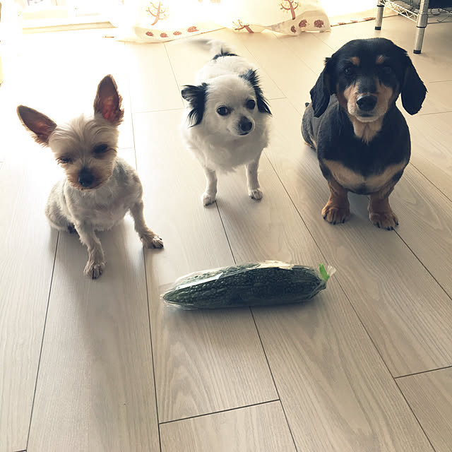 ohanaさんの実例写真