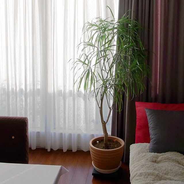 koheさんの実例写真