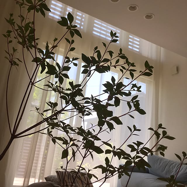 a.n.さんの実例写真