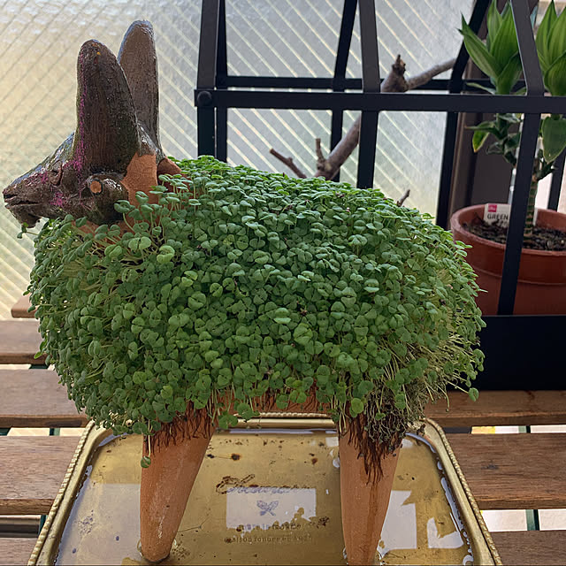 aureaさんの実例写真