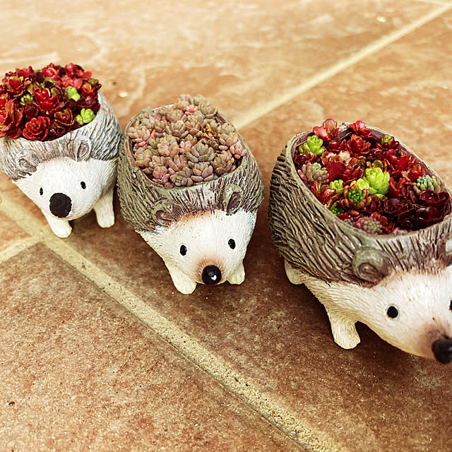 ガーデニング/多肉植物/雑貨/ハンドメイド/壁/天井のインテリア実例 - 2022-03-21 16:52:59