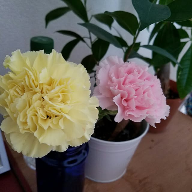 youkoさんの実例写真