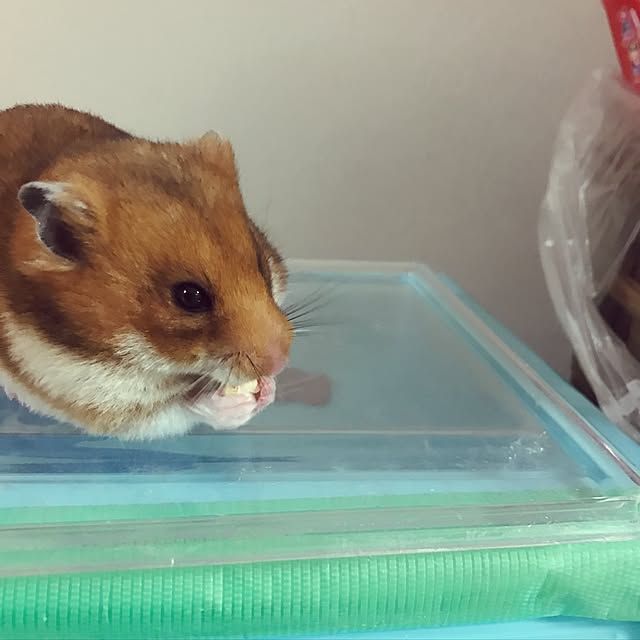 mayuさんの実例写真