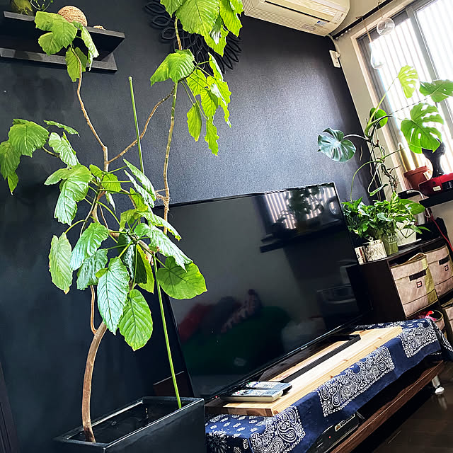 観葉植物/男前/3COINS/リビングのインテリア実例 - 2020-04-21 17:50:20