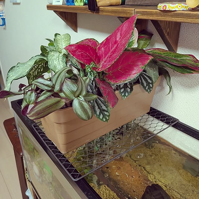 umeboshicyanさんの部屋