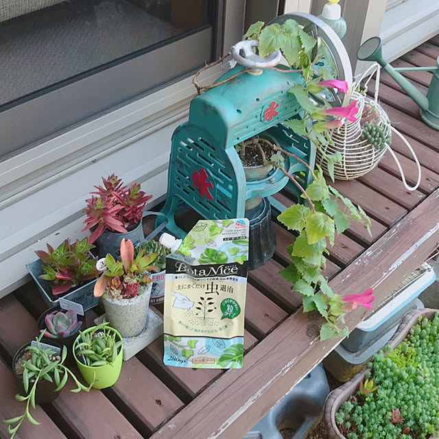 portulacaさんの実例写真